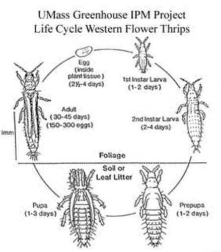 The life cycle involves plantain plants as alternate hosts from which the aphid returns to the apple tree to deposit eggs in the fall. Scout for Thrips and Aphids If Plants Are Still In Your ...