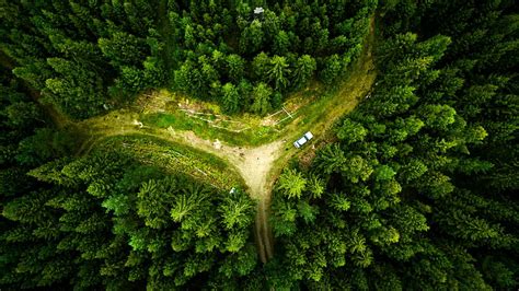 Hd Wallpaper Pine Trees Aerial View Green Nature Forest Plant