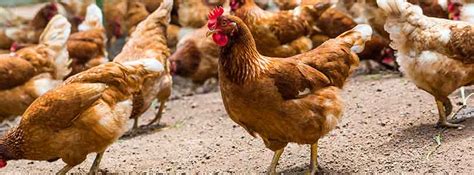 Appeal Poultry Farm Approved At Presteigne Wales The Planner