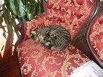 The Hemingway House in Key West hosts over 50 cats. All are descended ...