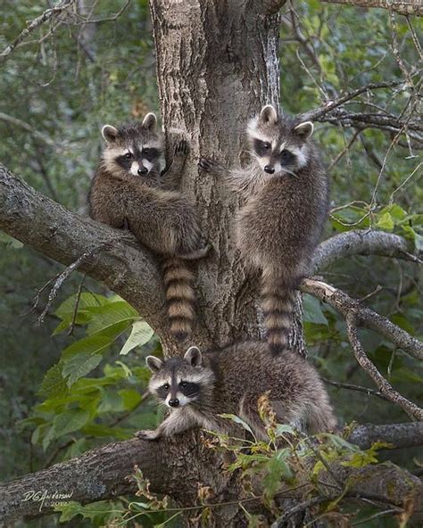 A Trio Of Bandits Racoons Cute Animals Animals