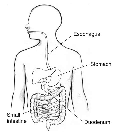 Digestive Tract With The Esophagus Stomach Small Intestine And