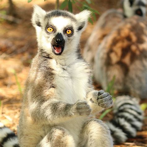 Myakka Citys Lemur Conservation Foundation Celebrates Its 25th Year