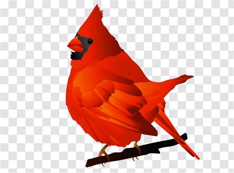 Bird Northern Cardinal St Louis Cardinals Free Content Clip Art