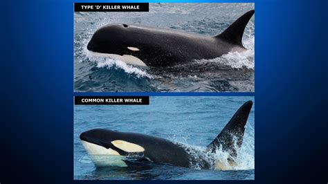 Possible New Species Of Killer Whale Found Off Coast Of Chile Cbs San