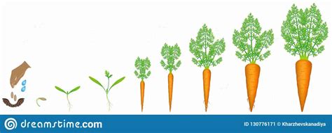 Stages Growth Carrot White Background Beautiful Illustration 130776171