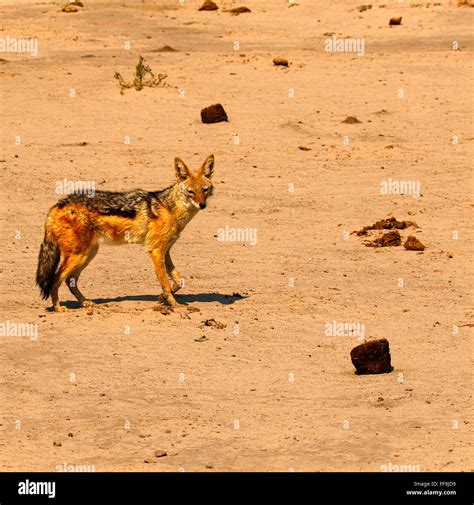 Black Backed Jackals Are Fox Or Dog Like Wild Animals Of The African