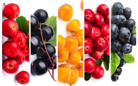 Wild Scandinavian Berries On A Low Fodmap Diet A Blog By Monash