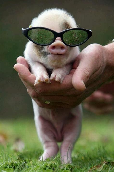Adorable Cute Animals Cute Funny Animals Cute Pigs