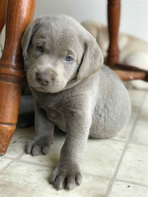 Beautiful silver lab puppies | Petclassifieds.com