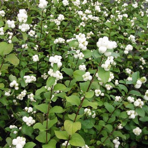 Snowberry Symphoricarpos Albus