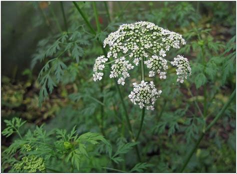 Anthriscus Sylvestris Part Of Abf The Soldiers Charity Garden At Rhs