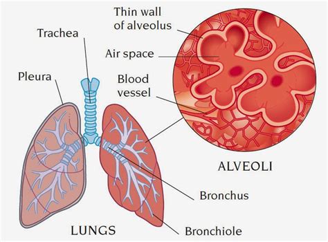 Alveolus Pulmonary Nursing