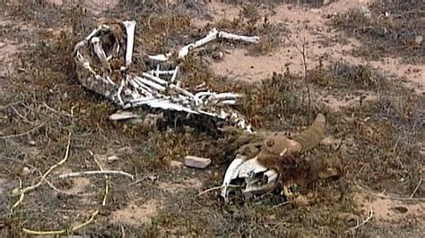 Dead Animals Found Dumped In Vacant Lot Fox News Video