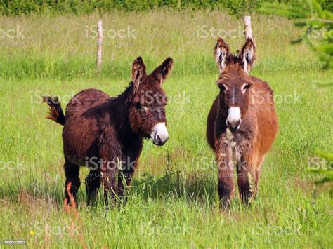 Two Donkeys In A Grass Field Stock Photo Download Image Now
