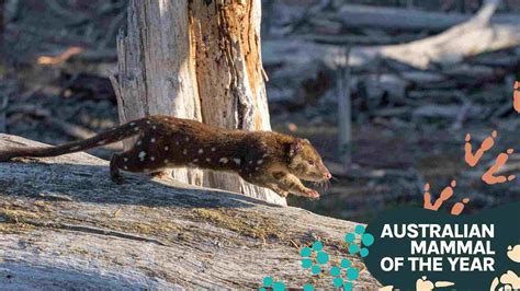 Spotted Tailed Quoll Life At The Top Of The Native Food Chain Amoty
