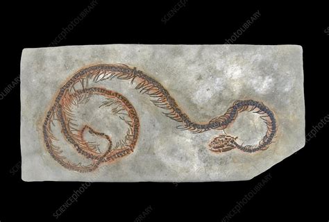 Prehistoric Snake Fossil Stock Image C0136828 Science Photo Library