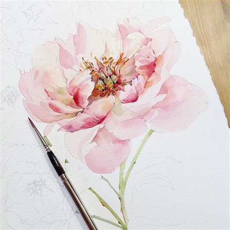 Peony Painting Watercolor Flowers Paintings Watercolor Rose