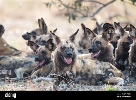 Pack Of African Wild Dogs Lycaon Pictus Resting In Half Shade In