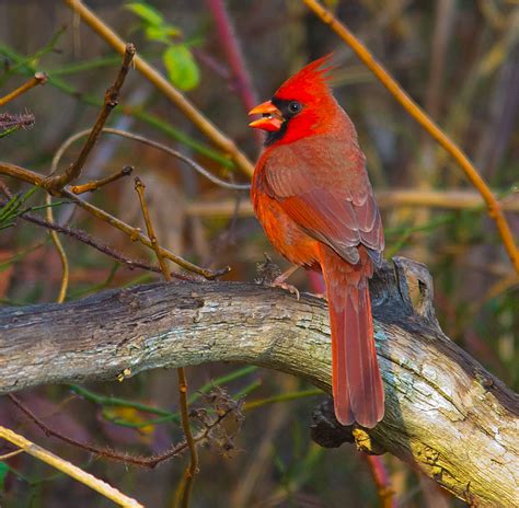 Cardinal 209 My Birding Photos