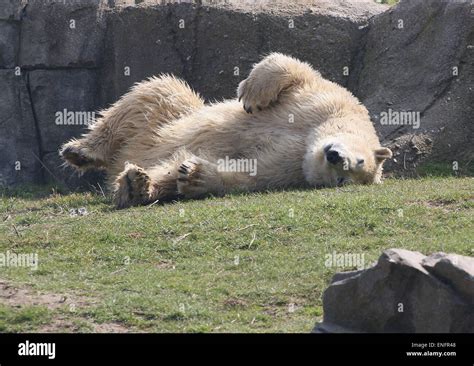 Mature Female Polar Bear Ursus Maritimus Rolling In The Grass To Dry