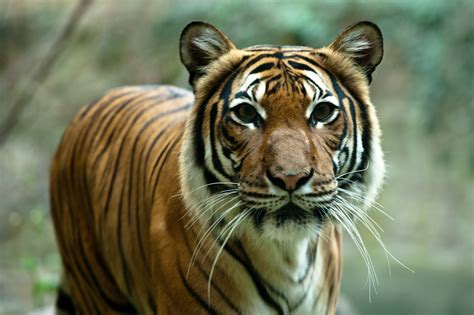 Integrated Tiger Habitat Conservation Programme Iucn Sos