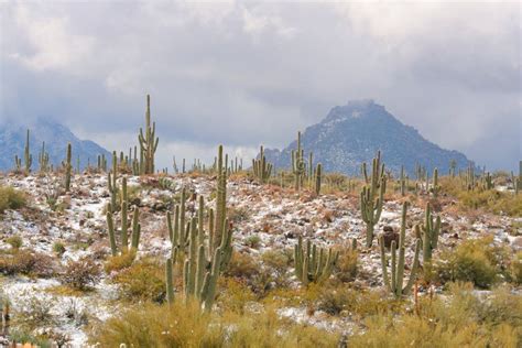 Snow In The Sonoran Desert Stock Photo Image Of Scenics 20125882
