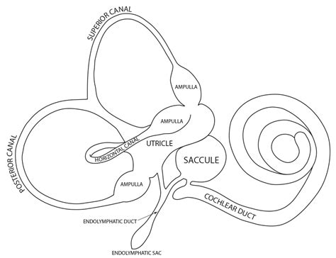Inner Ear Anatomy Audiology Enteducationswansea