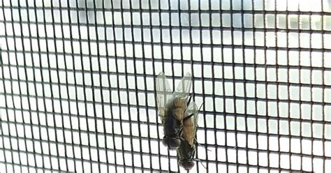 Fucking Flies Having More Sex Life Than I Do Imgur