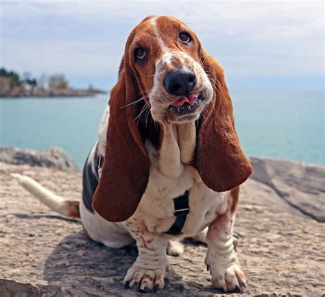 Basset Hound Breed Information Guide Quirks Pictures Personality