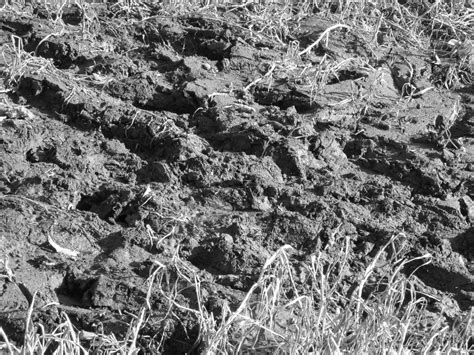 Free Images Tree Nature Forest Rock Black And White Ground