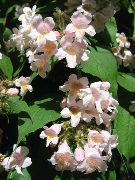 Die weiße duftforsythie sollte an einen sonnigen, geschützten standort gepflanzt werden. Unbekannter Strauch, weiß-rosa Blüten ---> Kolkwitzia amabilis