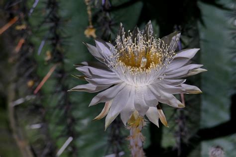 A photograph supposedly showing a pagoda flower is frequently shared on social media along with the claim that it only blooms once every 400 years in the himalayas See the Flowers that Bloom All At Once, One Night a Year ...