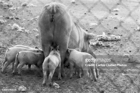 Mating Pigs Photos And Premium High Res Pictures Getty Images