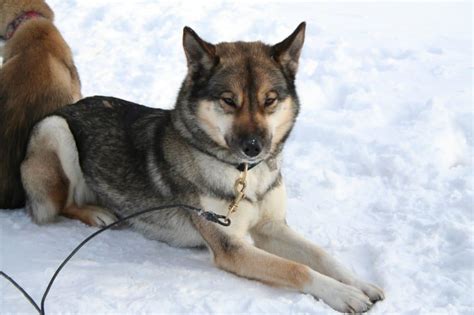 The most common a locus patterns in the siberian husky are agouti and tanpoint, though all are possible in the breed. What is an Agouti Husky? | Dog Breeds List