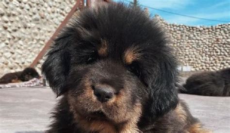 14 Reasons Why You Should Never Own Tibetan Mastiff Dogs Pet Reader