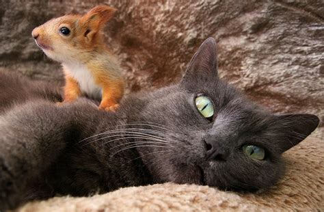Four Orphaned Baby Squirrels Find Comfort And Love In An Unlikely Cat