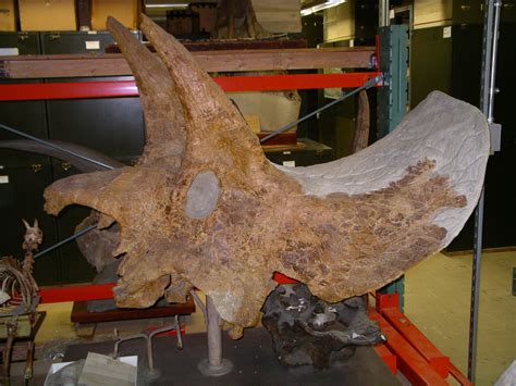 Triceratops Obtusus Marsh 1898 Smithsonian Institution