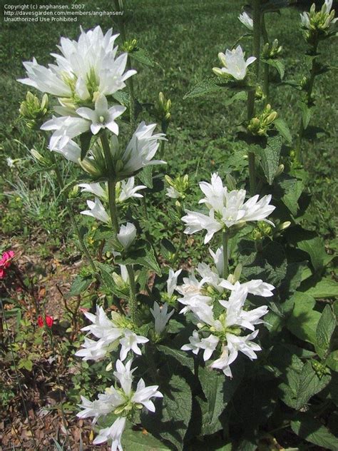 Campanula Glomerata Alba White Clustered Bell Flower Perennials C