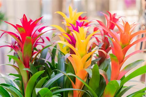 Bromeliad Types Cultivation And Care Plantura