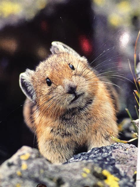 27 Best Pikas Images On Pinterest Animal Kingdom Rodents And Mammals