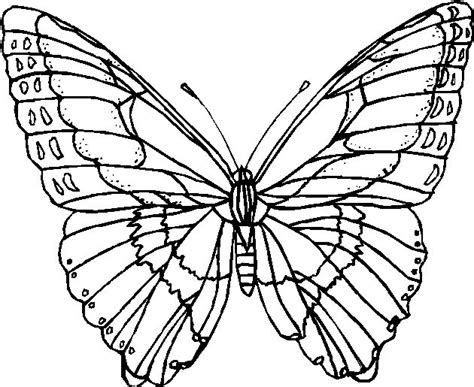 Risultati Immagini Per Farfalle Disegni Butterfly Coloring Page