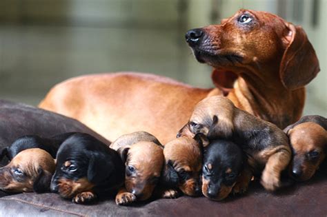 With a curious nature, dachshund puppies are ready to test your boundaries and explore their new home with you. What's the Value of Your Dog - Personal Injury Attorney ...