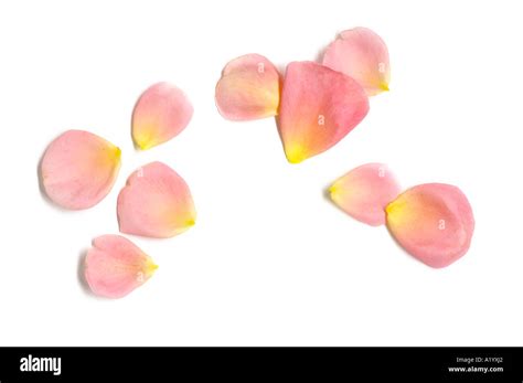 Fresh Rose Petals Stock Photo Alamy