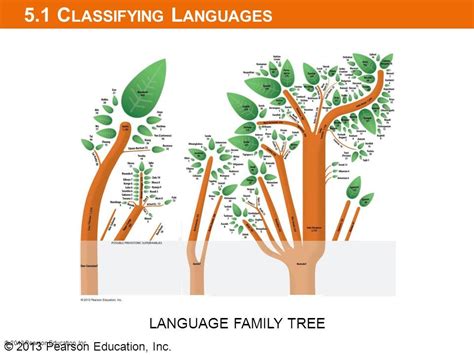 Language Tree Questions Diagram Quizlet