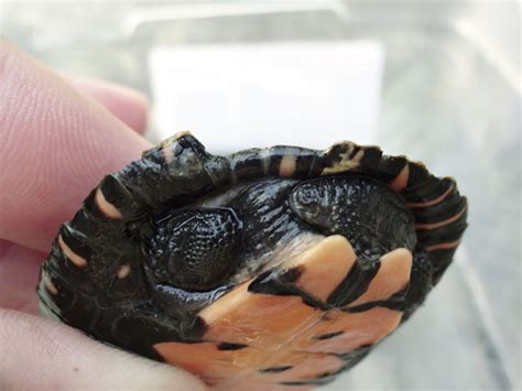 Keeping The Kwangtung Turtle Reptiles Magazine