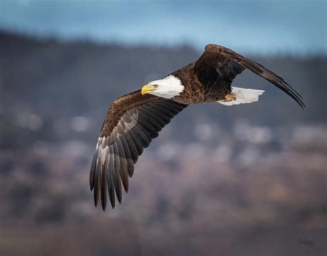 Soaring Bald Eagle Photograph By Judi Dressler Pixels