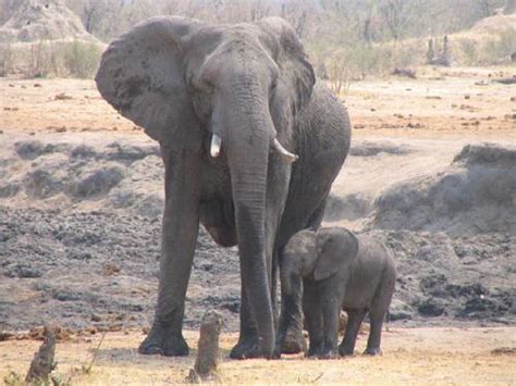 Tammie Matson Factors Affecting Human Elephant Conflicts In Nyae Nyae