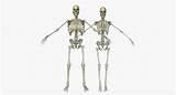 You need your muscles and your joints to move. Male and Female Human Skeleton Anatomy 3D | CGTrader