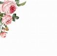 Marco rosa dibujado a mano rosas en vector de fondo blanco - Descargar ...